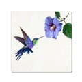 Trademark Fine Art The Macneil Studio 'Humming Bird' Canvas Art, 24x24 ALI9043-C2424GG